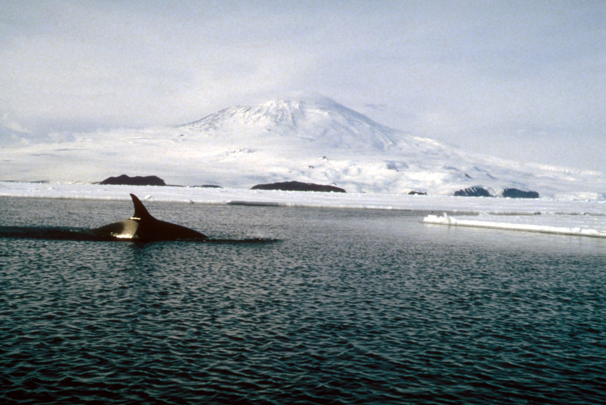 Killer whale hunting for penguins at sea ice edge